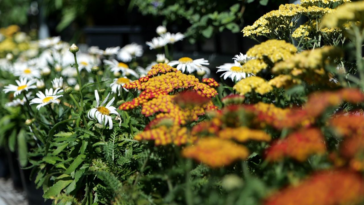 Get It Growing: Think about perennials for adding color to your landscape